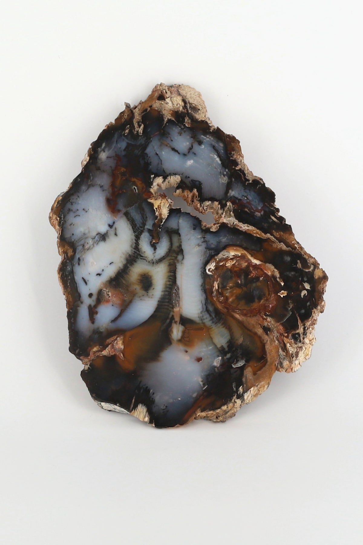 Petrified Wood Slab